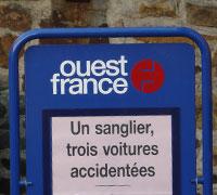 Sanglier accident