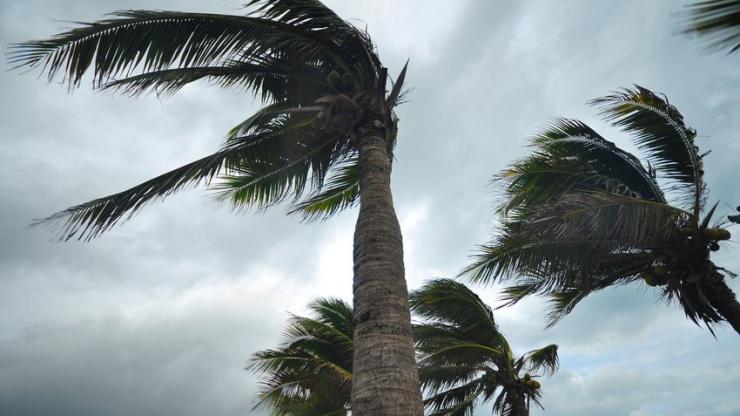 Palmiers pendant un ouragan