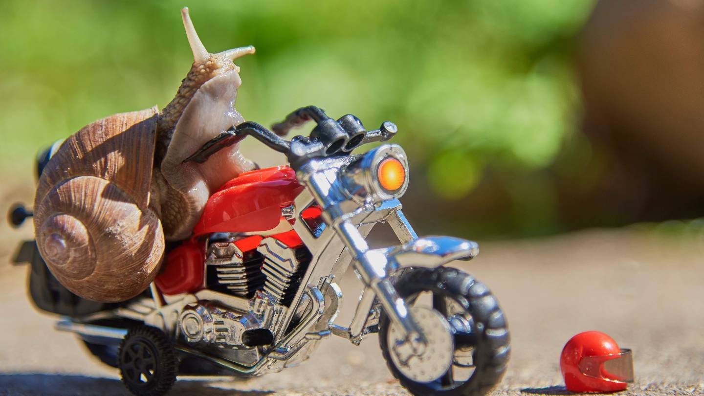 Escargot moto