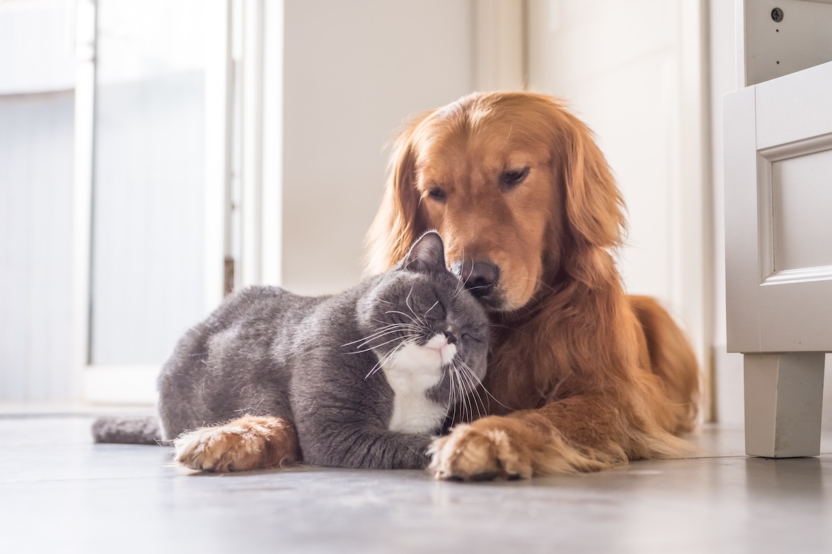 Un chien et un chat.