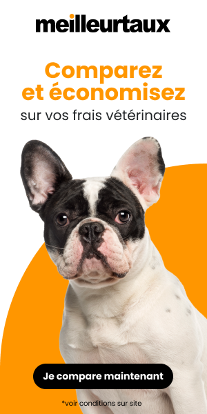 Bulldog franais blanc et noir