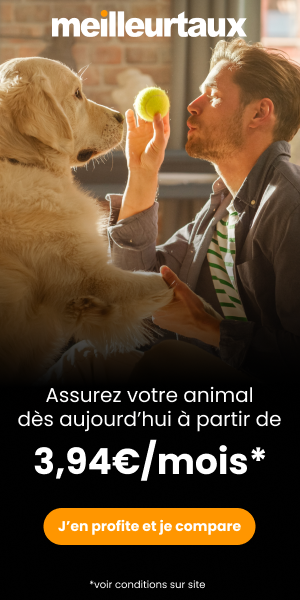 photo baballe chien