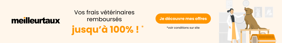 Chien et vto dessins